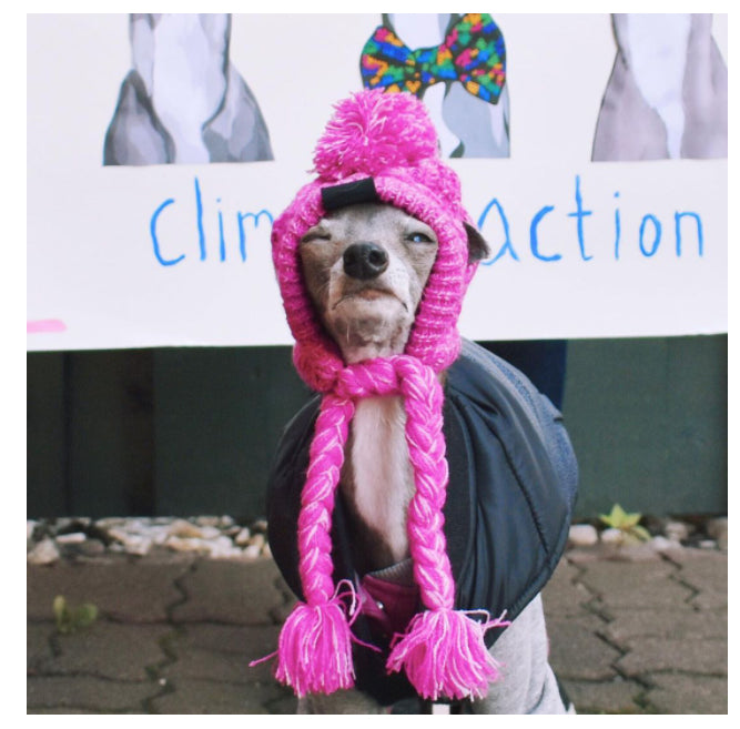 Gorro Para Pet