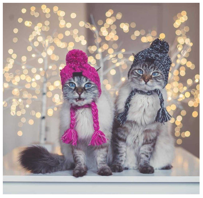 Gorro Para Pet