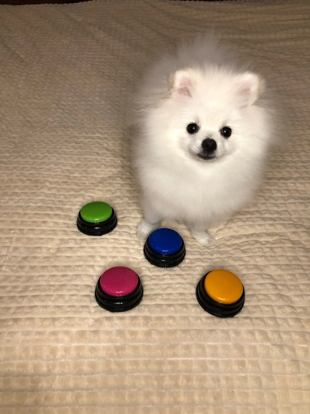 Botões de Comando Para Pet