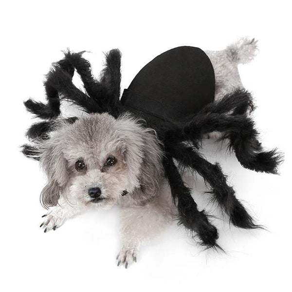 Fantasia Aranha Para Pet